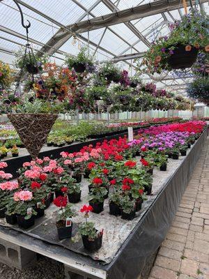 Incredible colors in all kinds of bedding plants