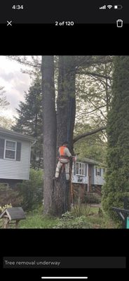 Tree service