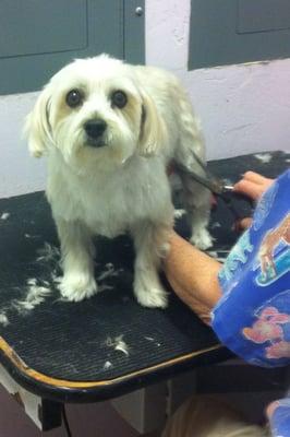 Chloe getting her Spa Day & grooming.