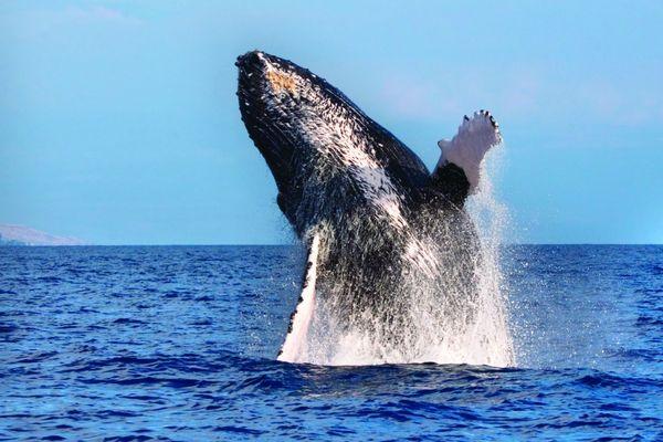 Whale breaching, these visitors are seen March-December.