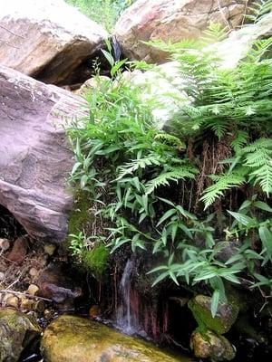 The ferns growing near the rocks.