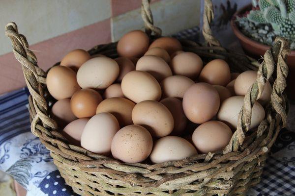 Fresh eggs! chicken, turkey and guinea.