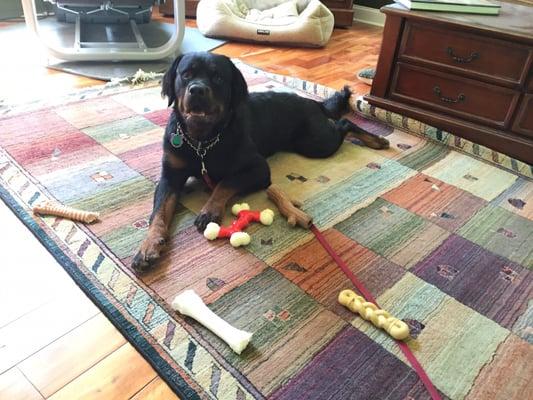 Pick a Nylabone, any Nylabone... Hint, Odie is partial to the new red one. ;)