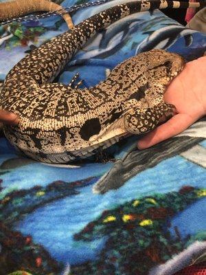 Argentine Tegu