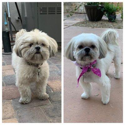 Before and after Canine Design