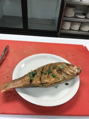 Whole red snapper