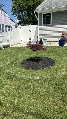 Japanese Maple Tree