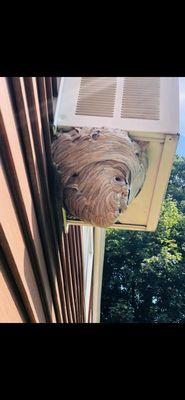 Time to gear up and safely remove this wasp nest.