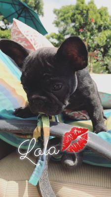 Lola my Frenchie