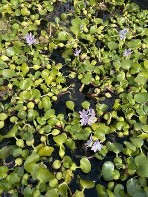 Water hyacinth collection