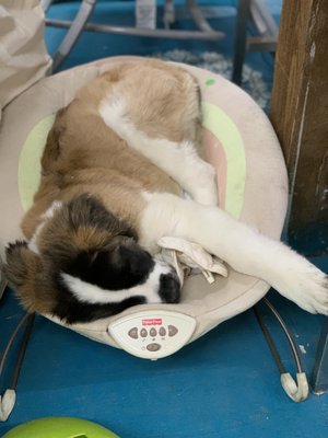 Ivy loves the baby bouncer!