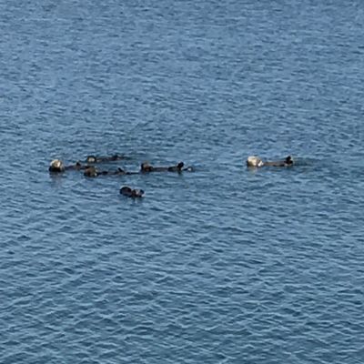 Sea otters floating along. So adorable!