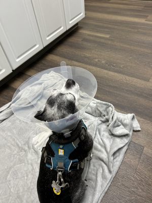 Cone of shame but on the mend