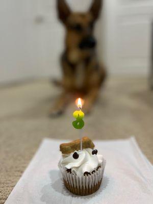 Pupcake for our pup's 3rd Birthday!