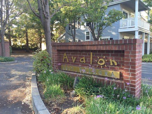 Avalon apartments!