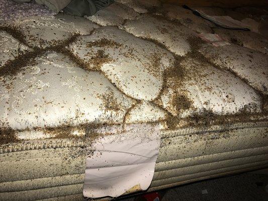 Ugh!! Now that's what you call an infested mattress