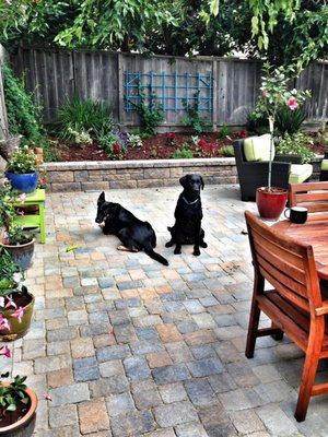 Paver patio and retention wall (and two dogs).