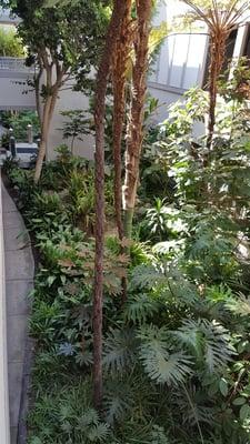 The beautiful atrium that greets you as you walk to the King Quon Acupuncture office. There are even koi!