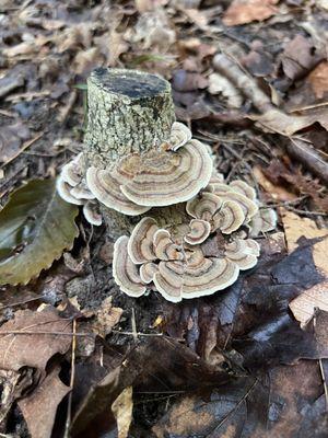 Turkey Tail, a functional mushroom, with potent cancer-preventing properties