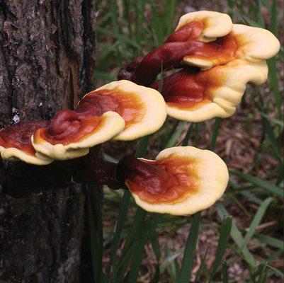 Reishi Mushrooms