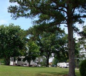 Large Shade Trees