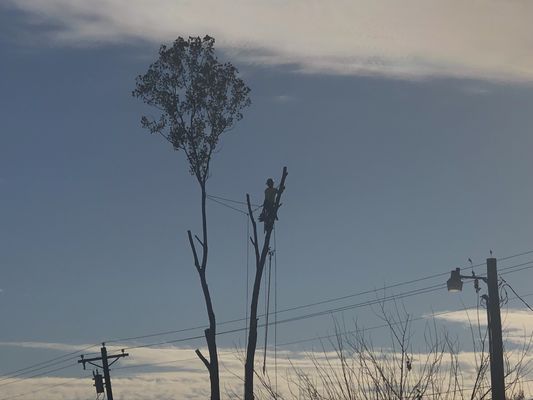 Large cottonwood removal around a 3 phase power line.