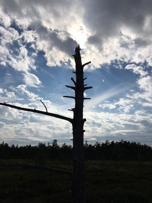 Saco Heath Preserve