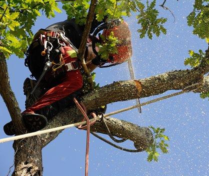 Large or Small Tree Removal