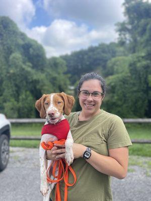 Dog trainer Courtney works on socialization with Brittany puppy Maple