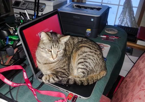 Dose the cat got your computer?