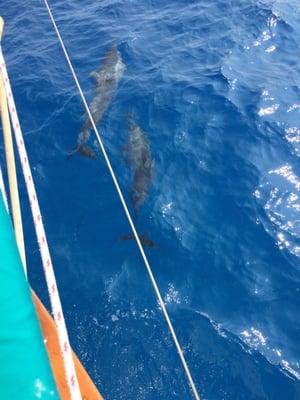 Found some dolphins on our sail