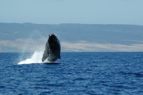 Watch the Humpback whales.