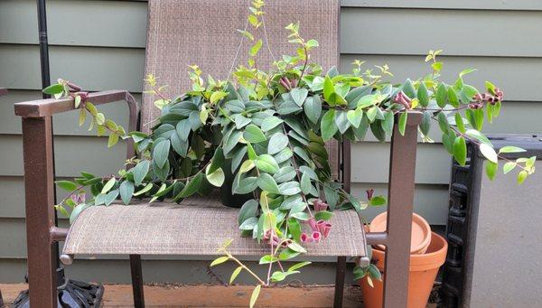 Aeschynanthus Vine - Lipstick plant