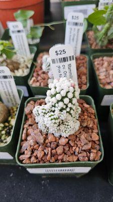 Interesting looking cactus with white flowers?  $25