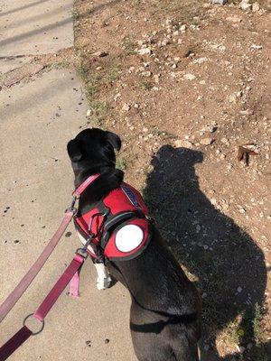 Learning to walk on a leash