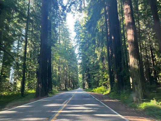 Humboldt County Redwoods