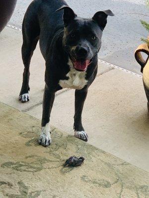 My dog found this baby bird in our yard