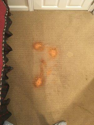 Before and after bleach stain repair Willowbrook Illinois