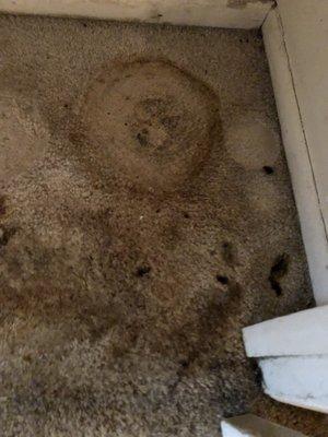 Water and mold under AC unit.