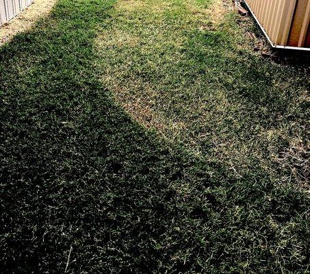 After I mowed the whole lawn, this is what Preston on the Lake did to it. I'll water it, at my own expense, to revive it.