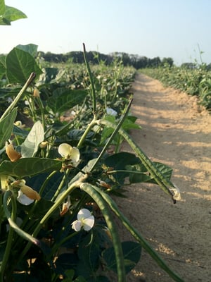 Miles & miles of Sides Peas.