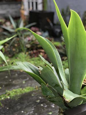 Foxtail Agave- Polish Basalt Stone Bamboo Water Feature!!