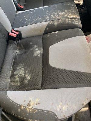 Moldy car seat courtesy of Courtesy Ford in Portland, Oregon.