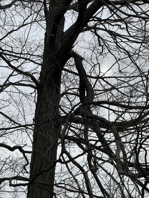 Broken branch never taken down after we had a conversation about it. Kids play here.