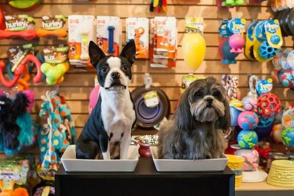 With the best selection of toys, treats, collars, and leashes, The Whole Dog Market brings the best pet retail right to Vinings!