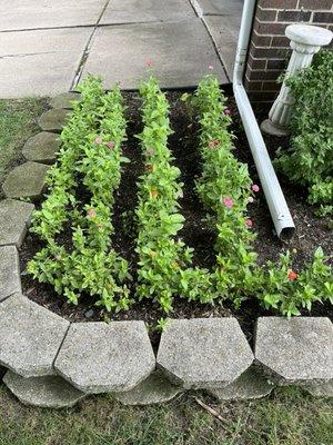 Right after planting, late May. Basically, how they come home from Schmidt's Roadside.