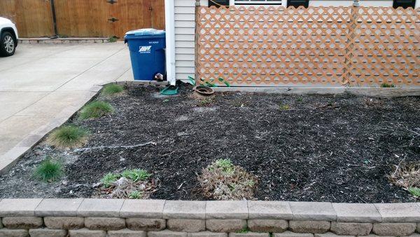 Complete landscape makeover. Out with old in with new (before)