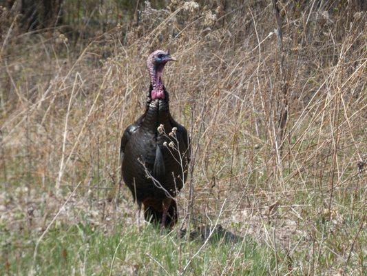 wild turkey