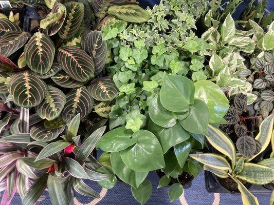 We sell houseplants!