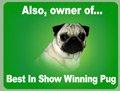 We have champion show pugs! (Not for sale)